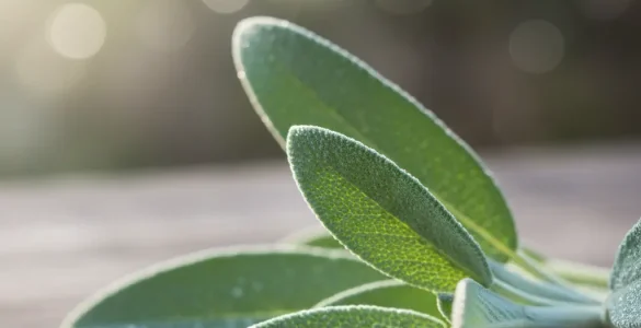 quelles proprietes sauge